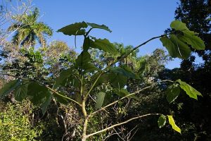 Big bush with thick branches and large star-like green leaves with no flowers.