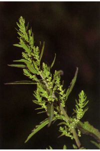 Bush of fine leaves and green flowerish spreads