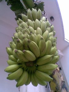 hanging bunch of green plantain