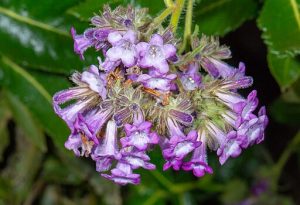 Bush with purple and white bell-like long flowers in a big thick bunch.