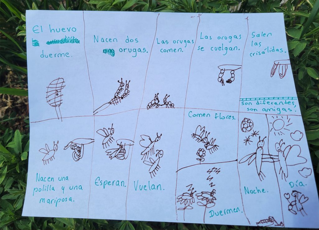 Comic strip with 11 boxes each depicting a stage in the butterfly cycle. 1) El huevo duerme=the egg sleeps. 2) Nacen dos orugas=two caterpillars are born. 3) Las orugas comen=The caterpillars eat. 4) Las orugas se cuelgan=The caterpillars hang. 5) Salen las crisalidas=the chrysalis come out. 6) Nacen una polilla y una mariposa=a moth and a butterfly are born. 7) Esperan=they wait. 8) Vuelan=they fly. 9) Comen flores=they eat flowers. 10) Duermen=they sleep. 11) Noche/día=night/day, implying moths are awake in the night and butterflies in the day.